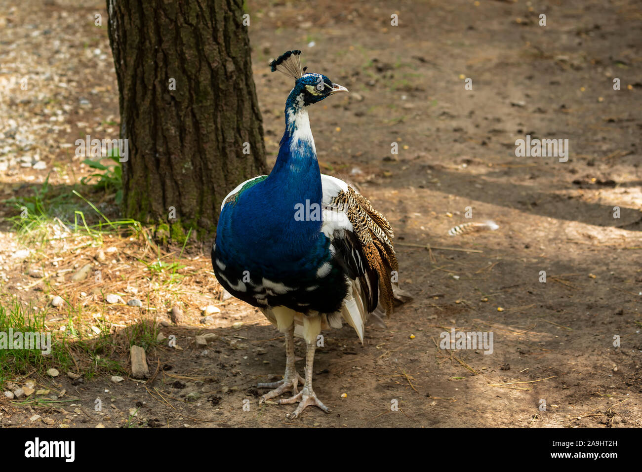 Die indischen Pfau (Pavo cristatus). Männlich - Pfau mit seitlichem leucistism im ZOO. Dieser Vogel ist der Nationalvogel von Indien Stockfoto