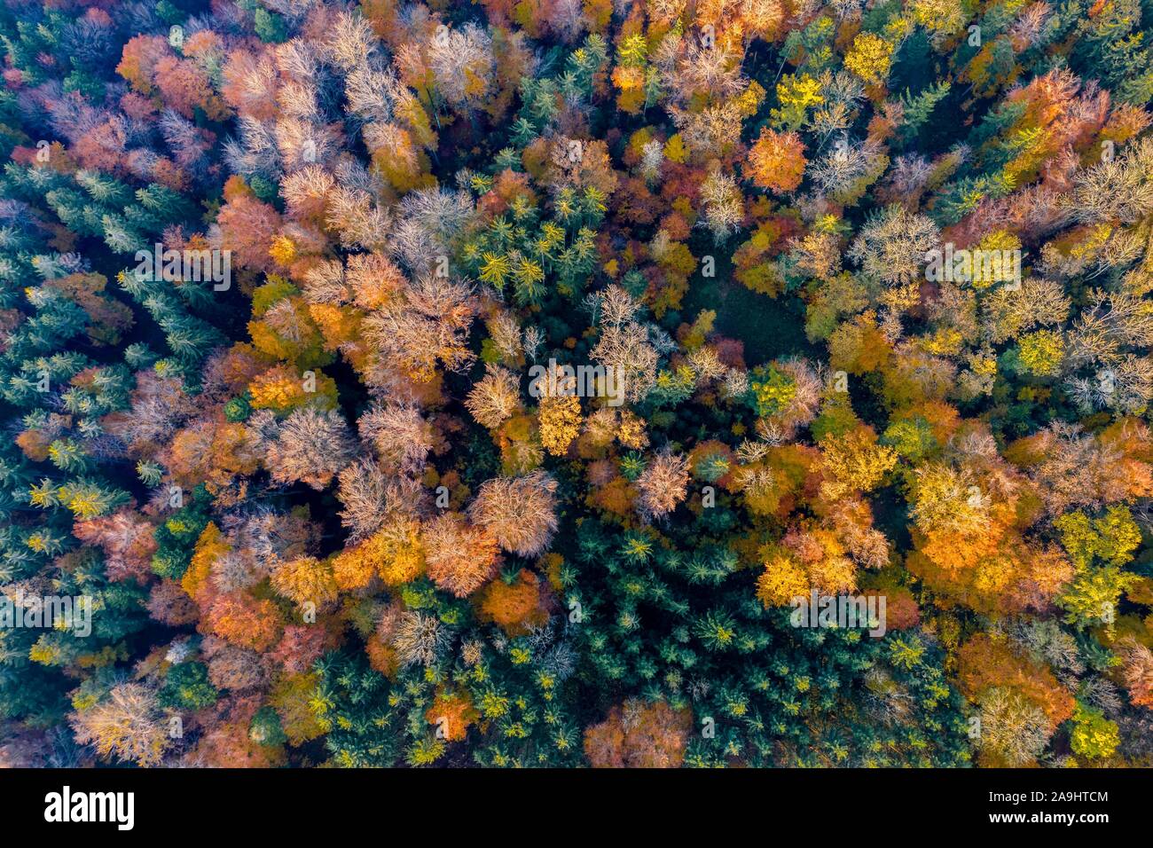 Drone shot, Herbstfärbung, Mischwald, Baden-Württemberg, Deutschland Stockfoto