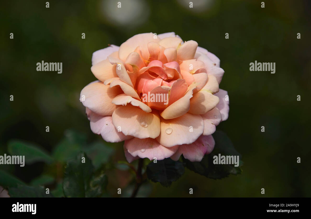 Schöne Rose in Quito, botanischen Gärten, Quito, Ecuador Stockfoto