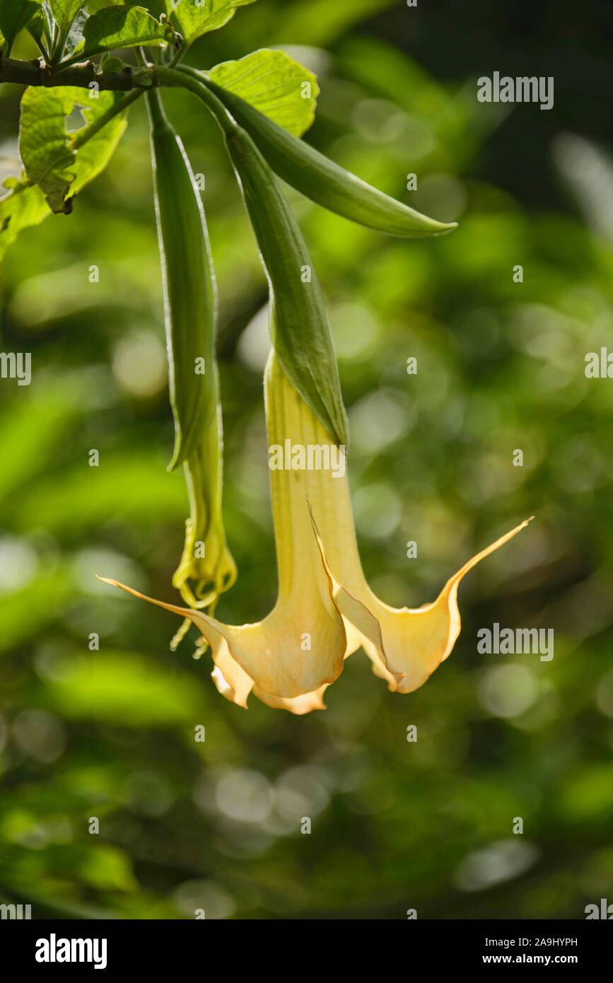 Tränen der Engel (Brugmansia Candida) wächst in den Botanischen Gärten von Quito, Quito, Ecuador Stockfoto