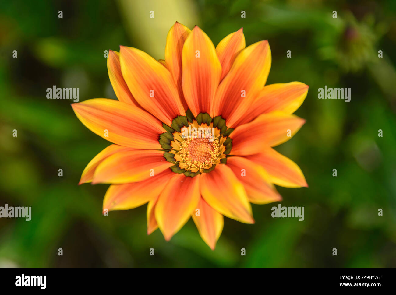 Schönen Schatz Blume (gazania Rigens) Quito Botanischen Gärten, Quito, Ecuado Stockfoto