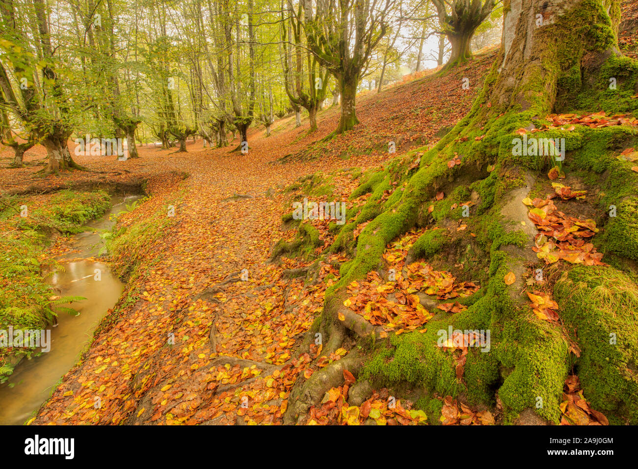 Buchenholz Baume Im Herbst Otzaretta Wald Gorbea Natural Park Spanien Baskenland Forest Park Oft Als Obne Der Meisten Schone Fo Der Welt Stockfotografie Alamy