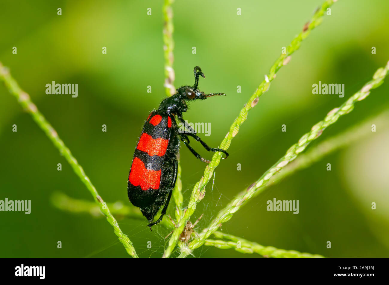 Eine Blisterpackung Käfer auf dem Weg auf einem Blatt Stockfoto
