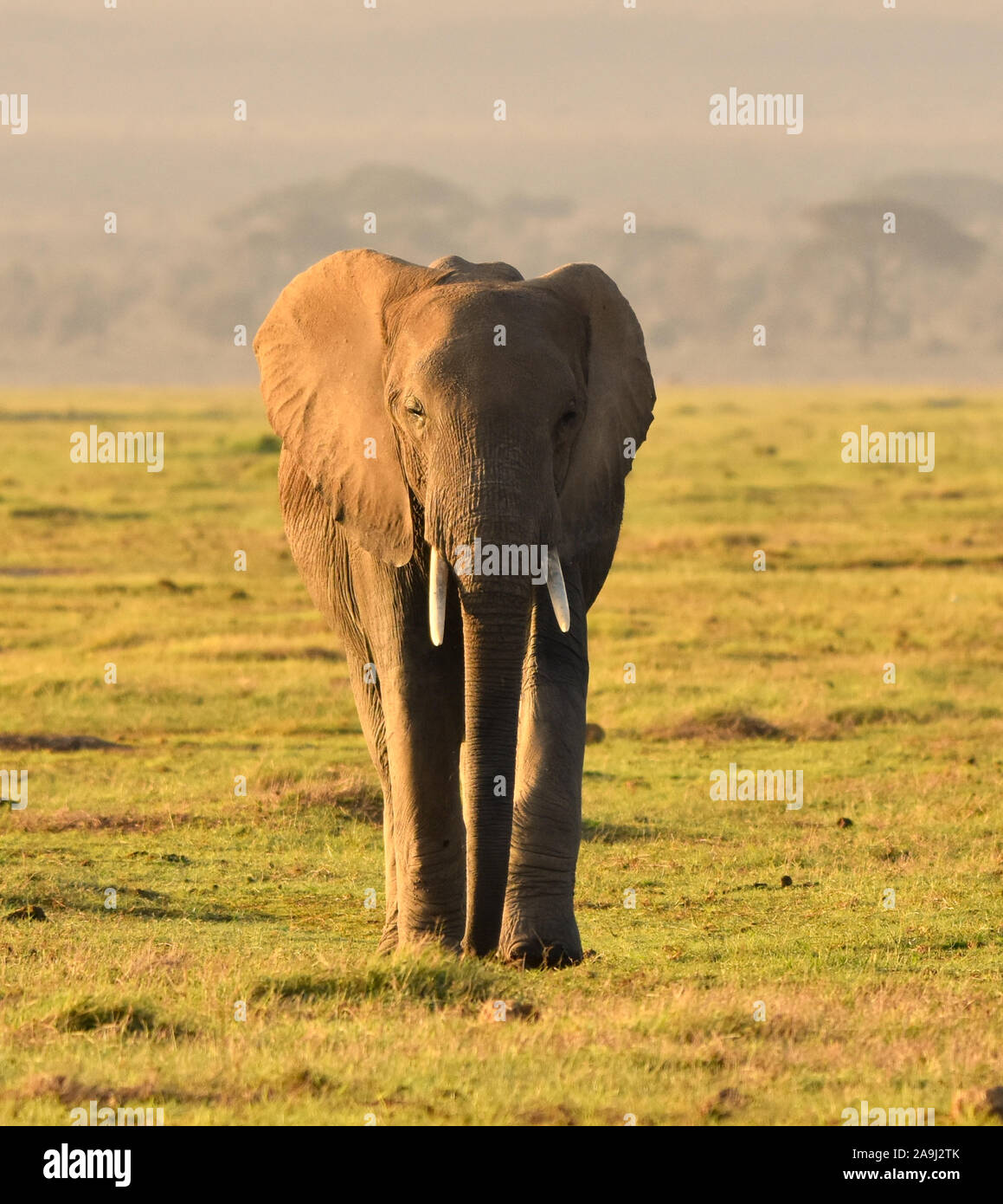 Weibliche Elefanten gehen über ein Gras Landschaft während der Goldenen Stunde von Morgen. (Loxodonta africana) Stockfoto