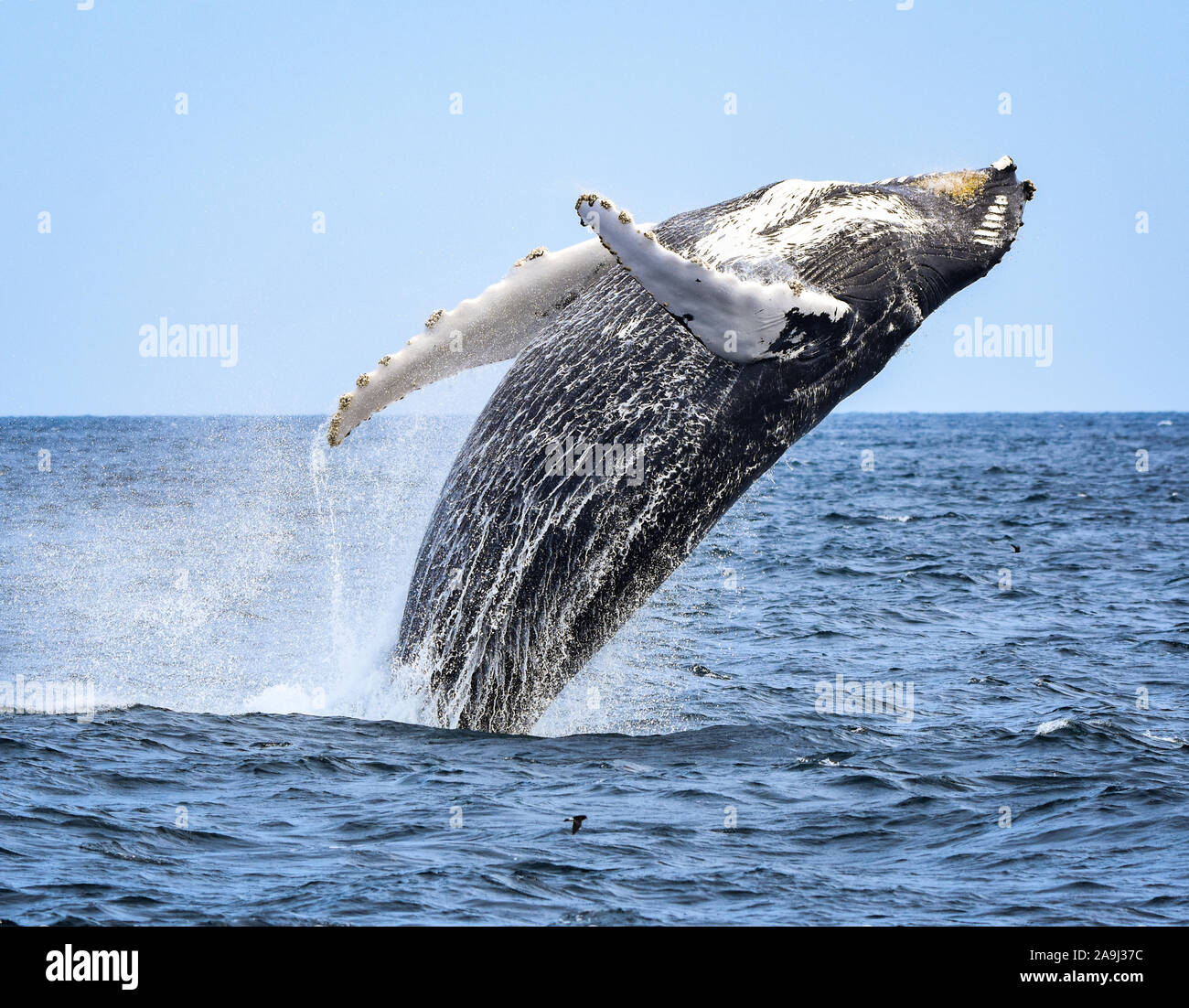 Ein buckelwal Verstöße mit einer Torsion, als er seinen Fall anfängt zurück ins Meer. (Megaptera novaeangliae) Stockfoto