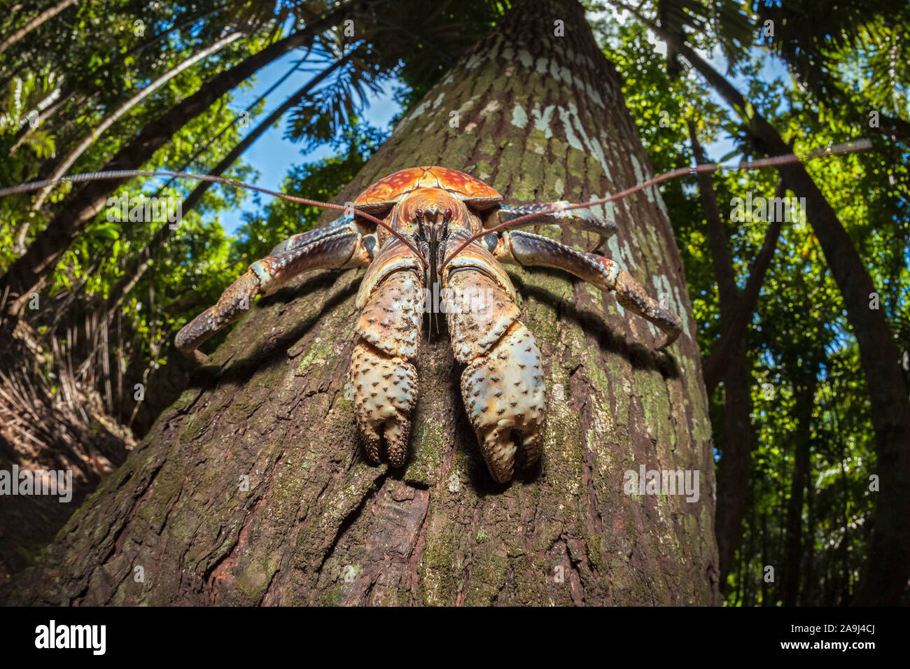 Coconut Crab, Räuber Krabben, oder Palm Dieb, Birgus latro, Klettern am Baum, Christmas Island, Australien Stockfoto