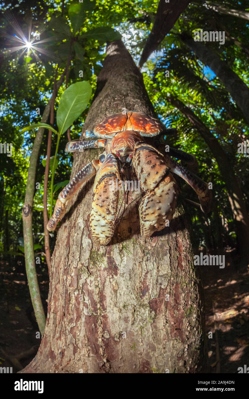 Coconut Crab, Räuber Krabben, oder Palm Dieb, Birgus latro, Klettern am Baum, Christmas Island, Australien Stockfoto