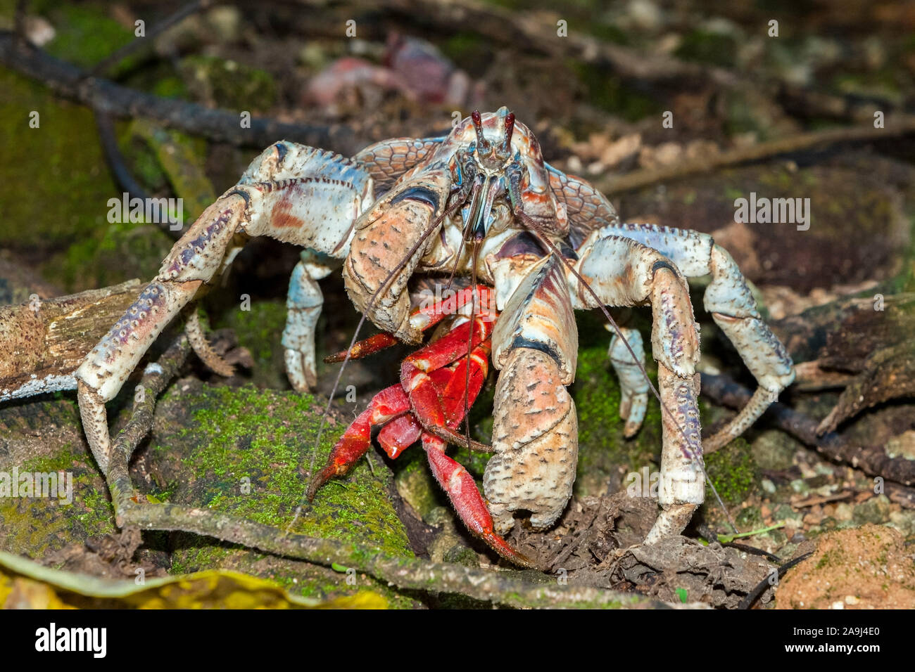 Coconut Crab Rauber Krabben Oder Palm Dieb Birgus Latro Futterung Auf Christmas Island Red Crab Christmas Island Australien Stockfotografie Alamy