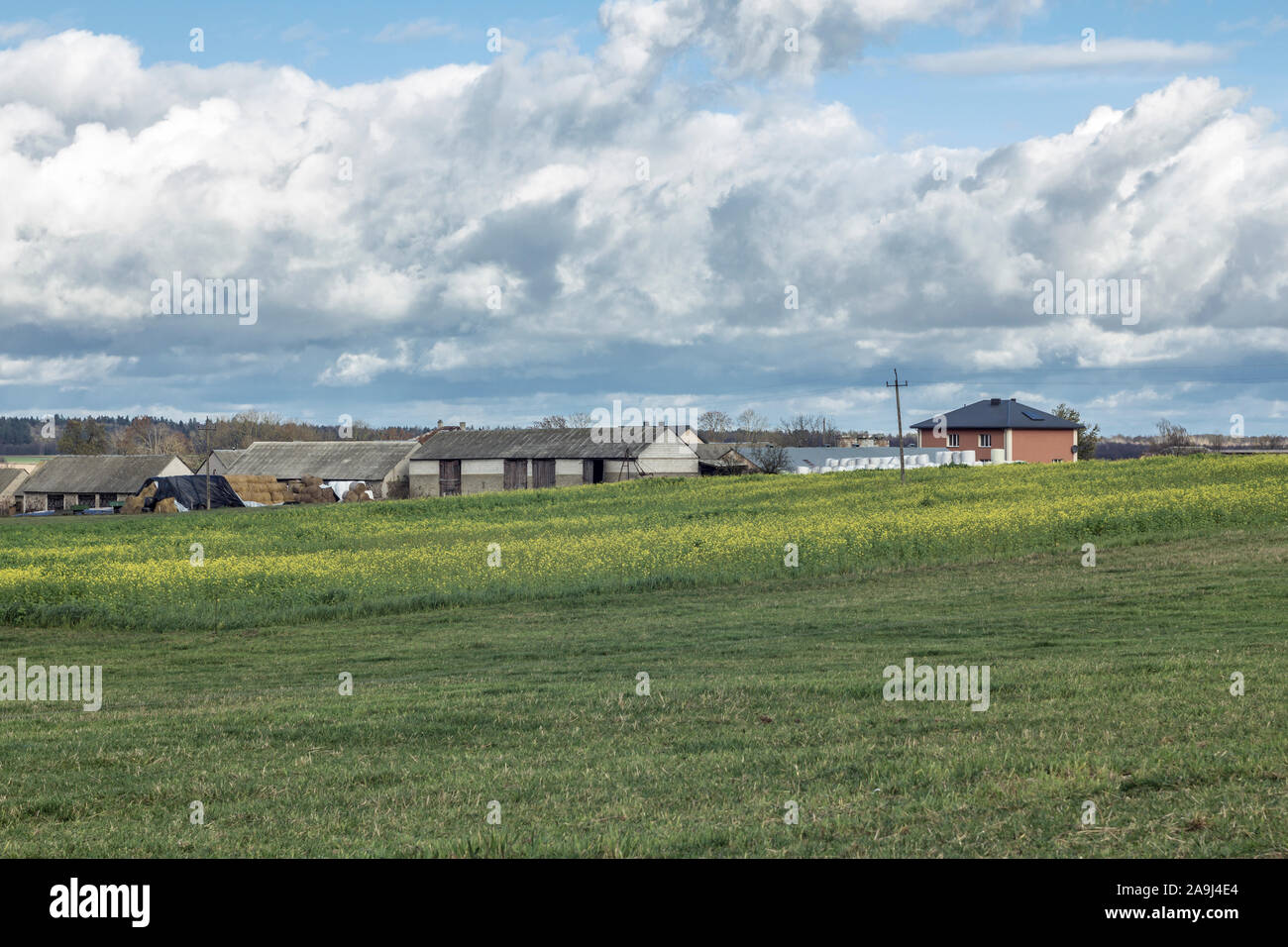 Ein Dorf inmitten von Feldern und Wiesen. Häuser, Scheunen und Pyramiden von Ballen. Gelber Senf Feld und Wiese im Vordergrund. Podlasien, Polen. Stockfoto