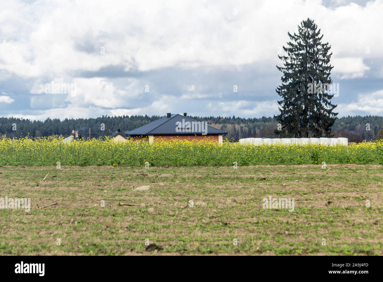 Ein Dorf inmitten von Feldern und Wäldern. Haus und Scheunen. Gelber Senf Feld und grüne Wiese im Vordergrund. Herbst in Podlachien, Polen. Stockfoto