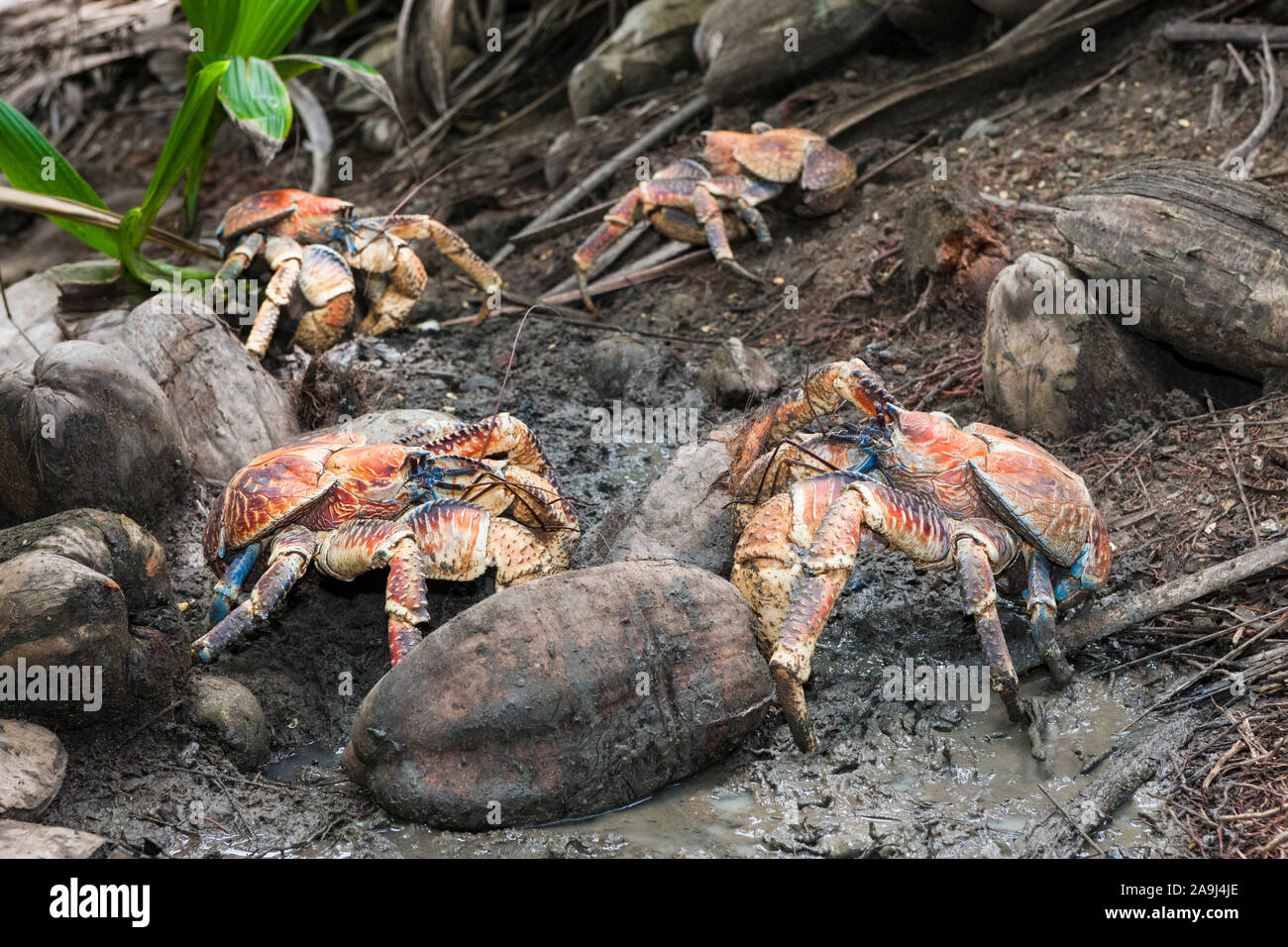 Gruppe von Coconut Crab, Räuber Krabben, oder Palm Dieb, der territorialen Streitigkeiten, Birgus latro, Christmas Island, Australien Stockfoto
