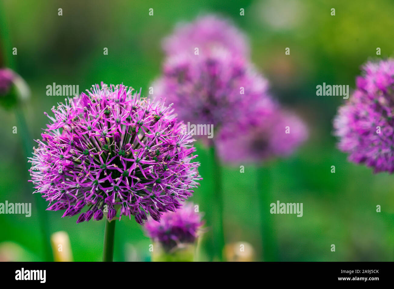 Allium 'Özen' Stockfoto