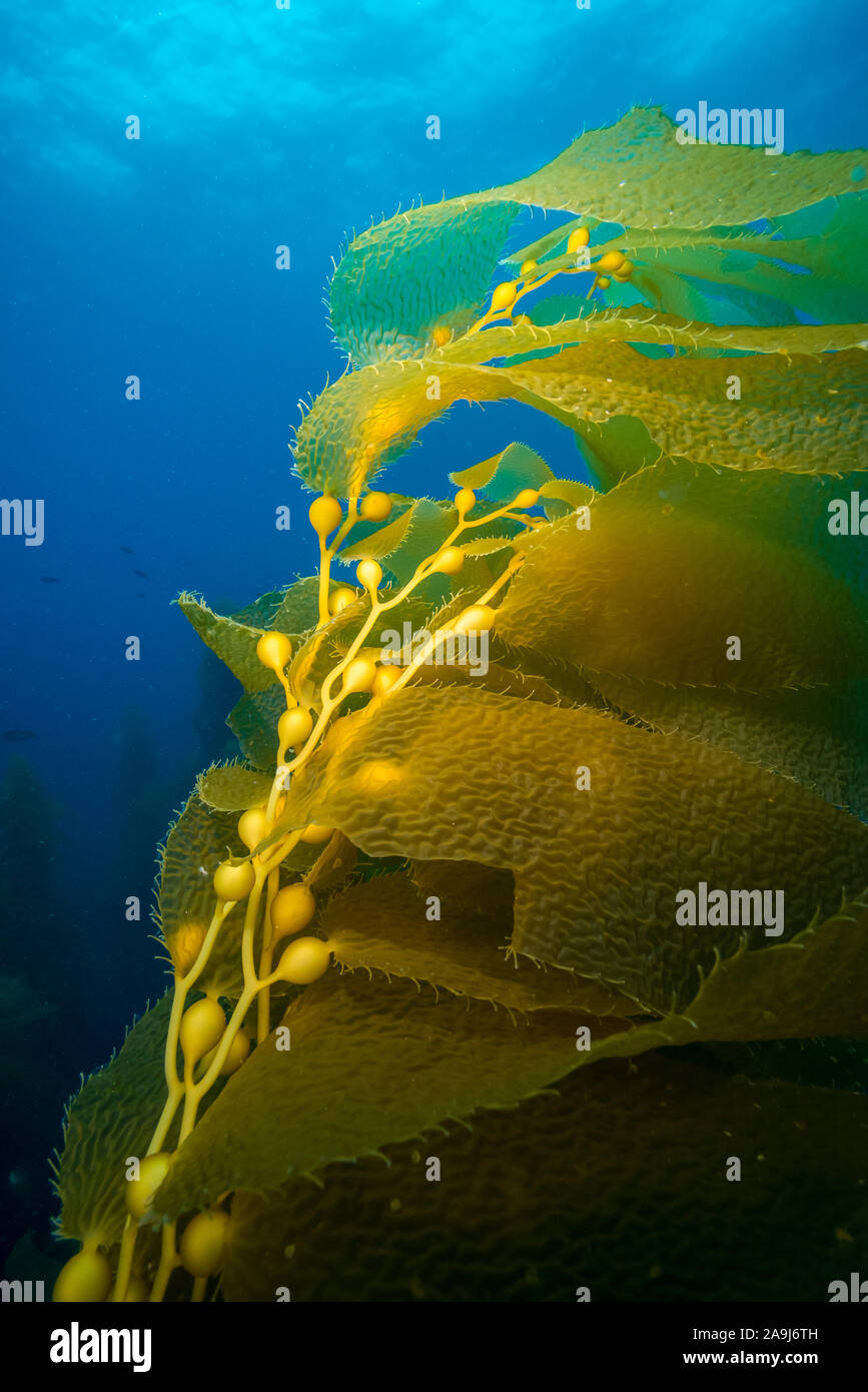 Giant kelp, Macrocystis pyrifera, Wedel, oder Blatt - wie Blades und pneumatocysts, oder mit Gas gefüllten Blasen, die die Kelp Anlage aus dem Ozean bot Float Stockfoto