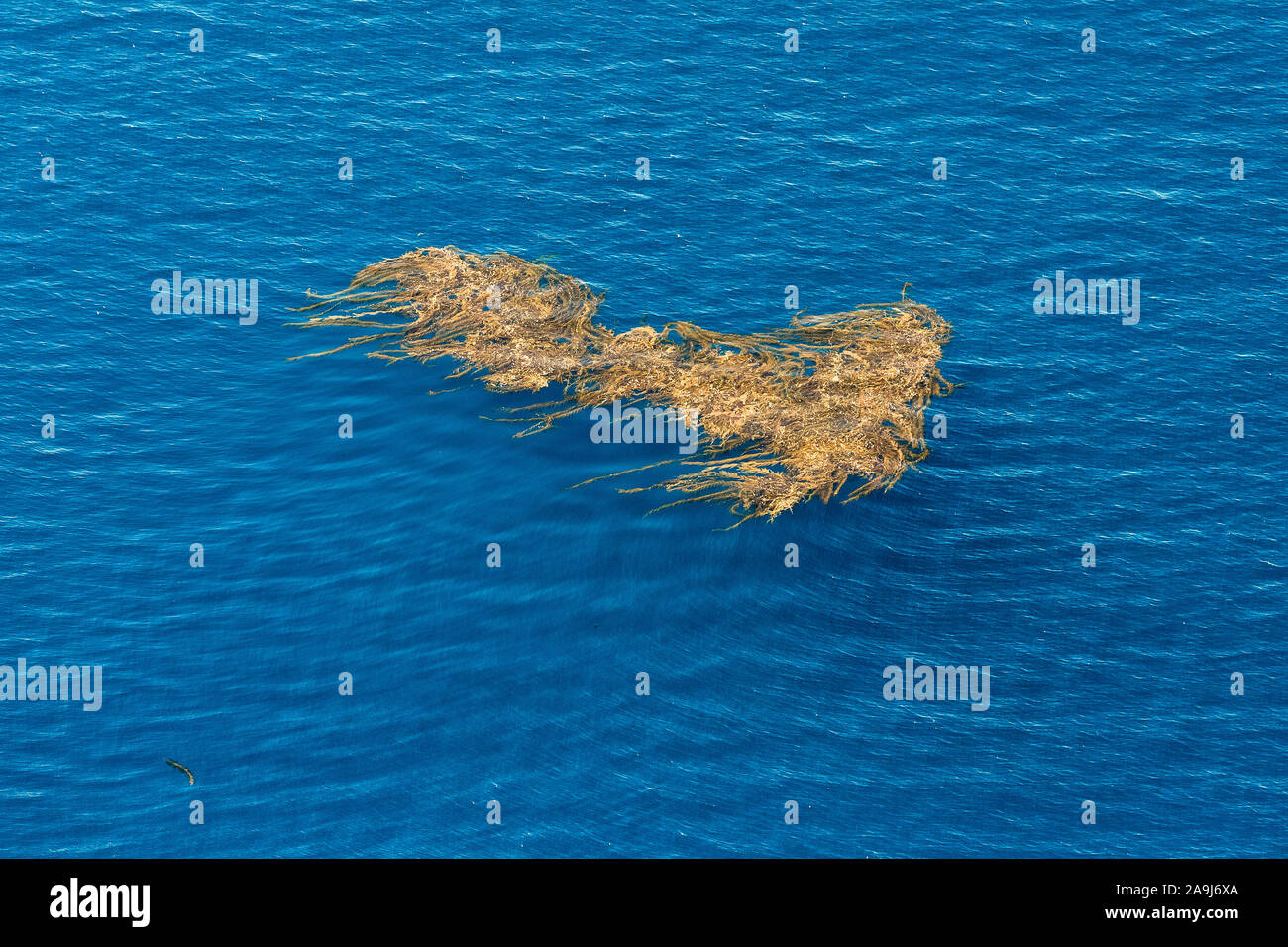 Luftaufnahme von Drift Kelp, Kelp Paddy, schwebenden Patch von Giant kelp, Macrocystis pyrifera, in der Nähe von Coronado Inseln, Baja California, Mexiko, Pacific Oce Stockfoto