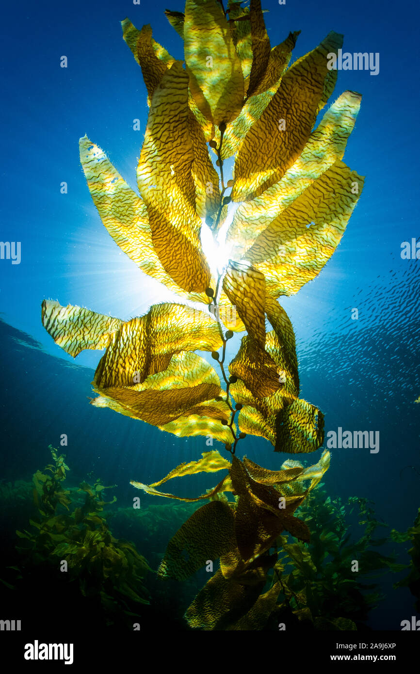 Giant kelp, Macrocystis pyrifera, Insel San Clemente, Channel Islands, Kalifornien, USA, Pazifischer Ozean Stockfoto