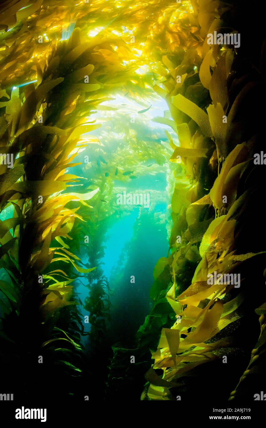 Giant kelp, Macrocystis pyrifera, Insel San Clemente, Channel Islands, Kalifornien, USA, Pazifischer Ozean Stockfoto