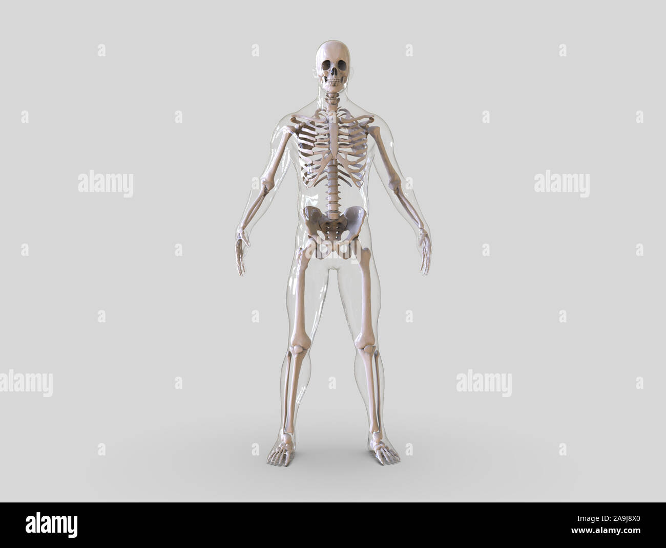 Menschliches Skelett isoliert - 3D-Rendering Stockfoto