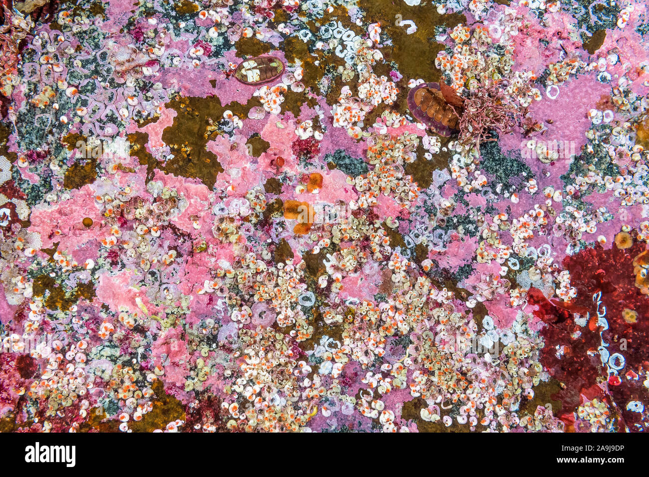 Kalkhaltige Röhrenwürmern, Serpula columbiana, chitons, Tonicella Arten, inkrustierende Kalkalgen, Sechelt Inlet, Egmont, British Columbia, Kanada, Pac Stockfoto