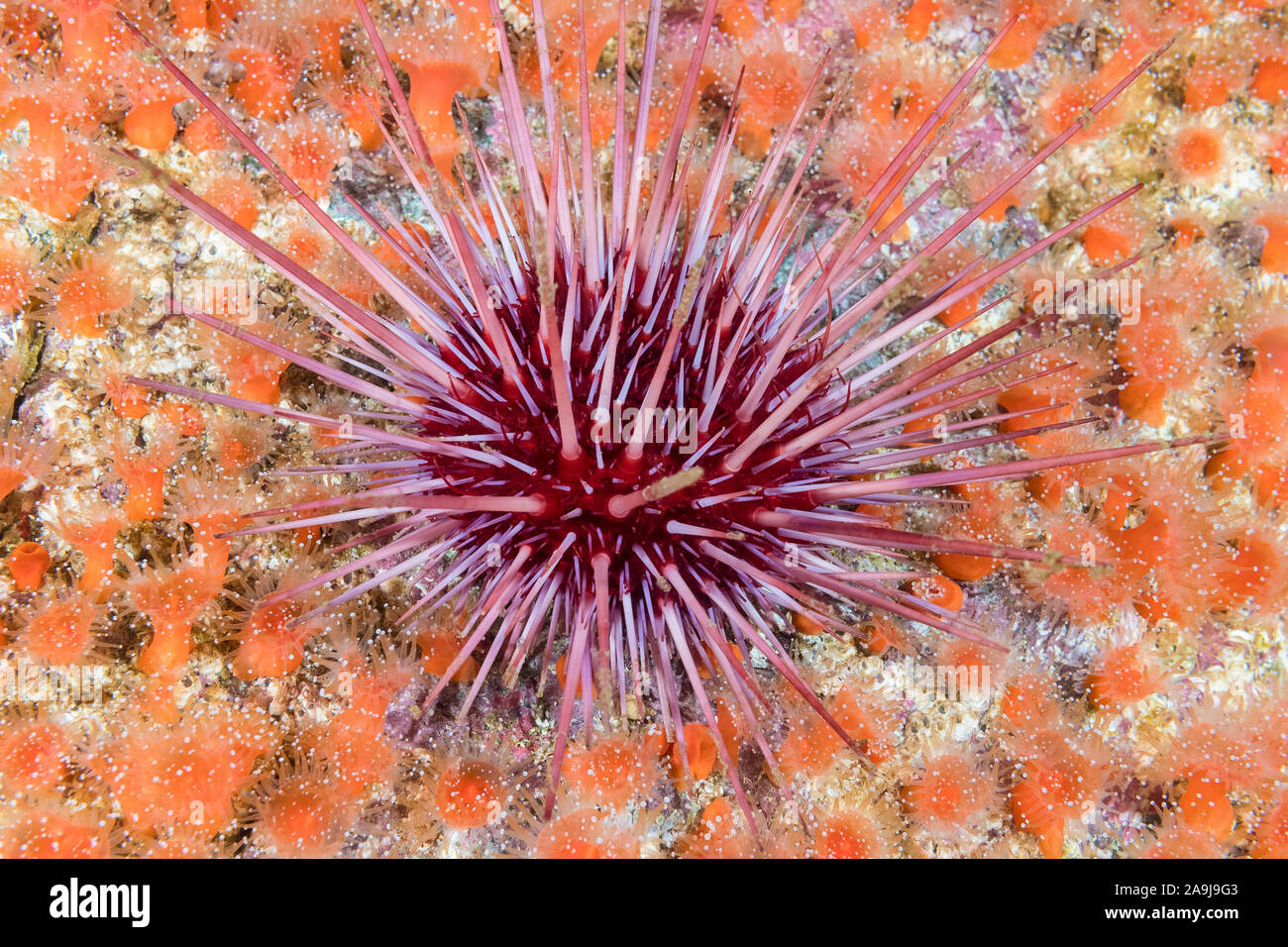 Red sea urchin, Mesocentrotus franciscanus, Erdbeere, anmone Corynactis californica, Barkley Sound, Vancouver Island, British Columbia, Kanada, Paci Stockfoto