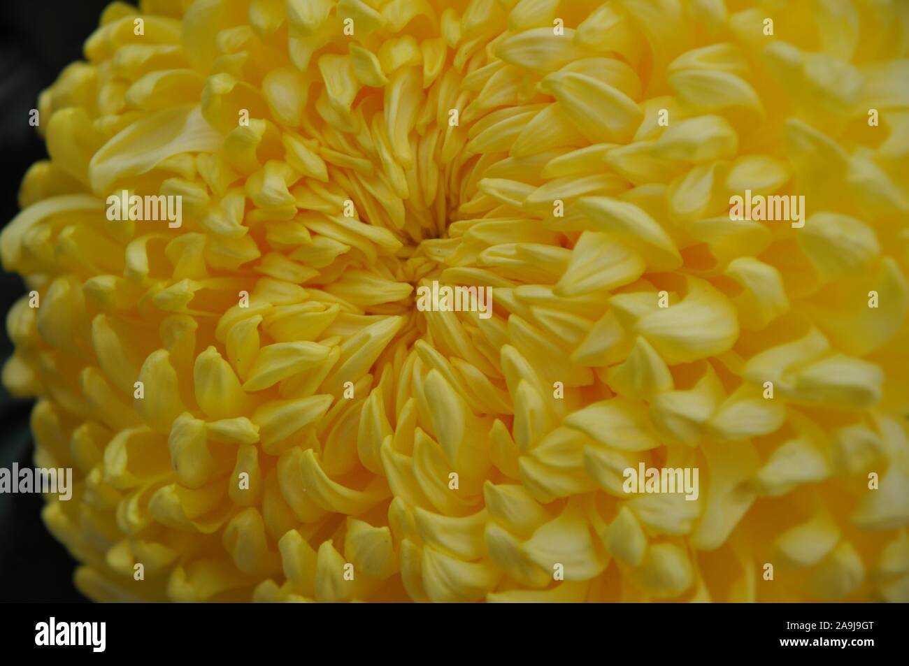 Herz der Chrysantheme full frame Stockfoto