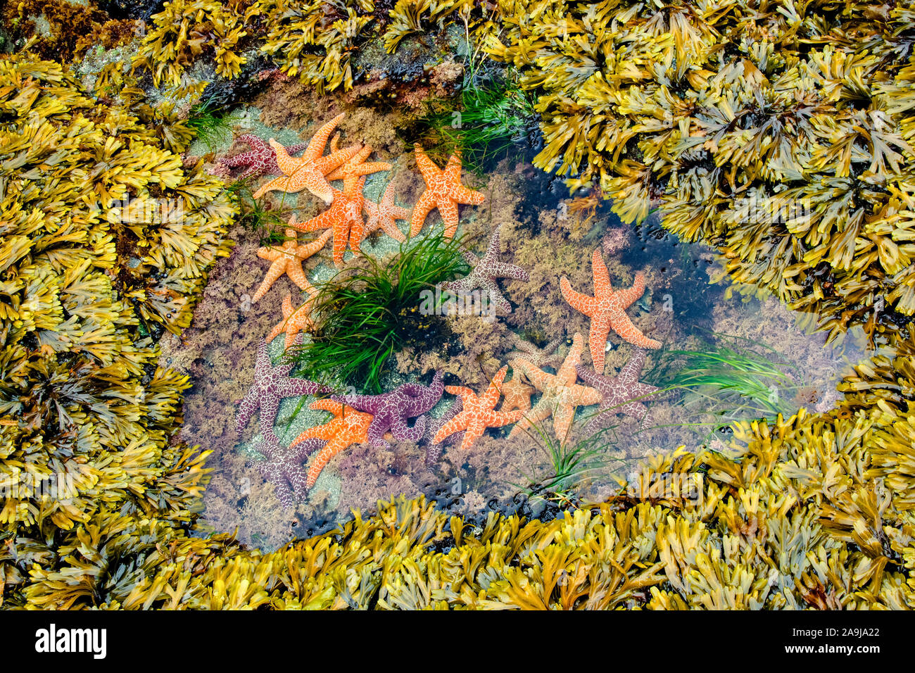 Ocker Sea Star, Pisaster ochraceus, in tide pool wih Kalkalgen, Corallina Arten, Blase, Rack, Fucus vesiculosus, und Scouler des surfgrass, Ph Stockfoto