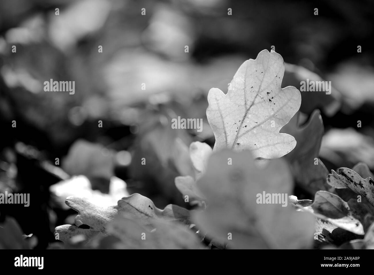 Eiche Blätter auf dem Boden einer Herbst Park in der Nähe. Schwarz und Weiß Stockfoto