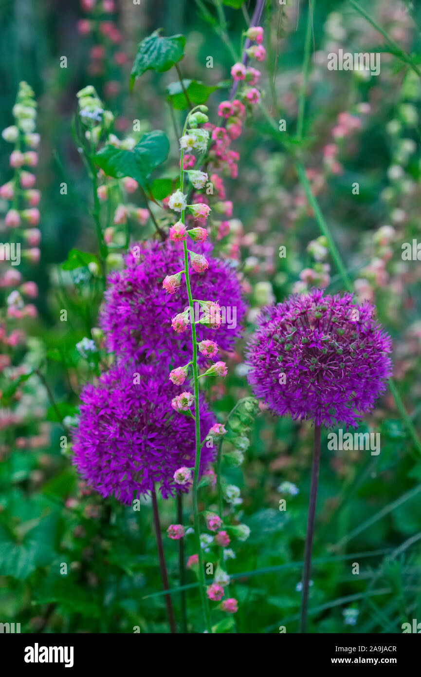 Allium hollandicum 'Purple Sensation' AGM mit Ilex crenata Rubra Gruppe Stockfoto