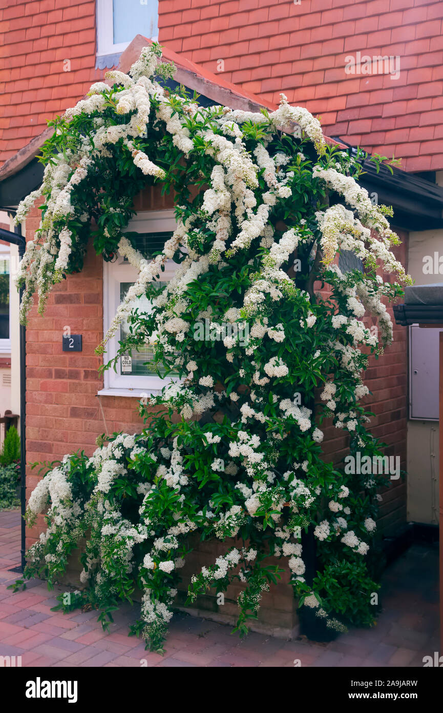 Holzbär coccinea in Blüte in einem nach Norden ausgerichteten Haus Veranda Stockfoto