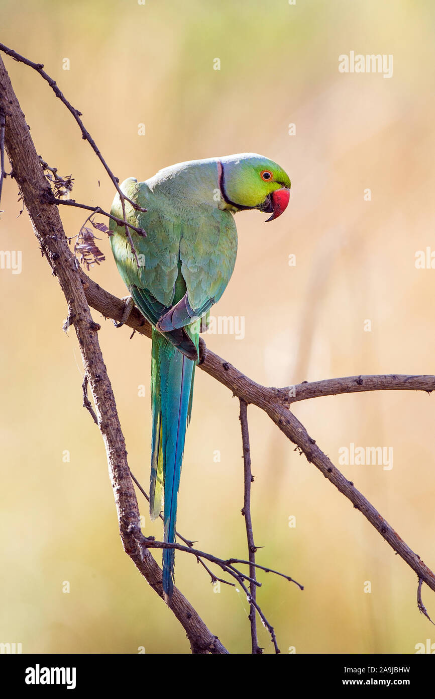 Alexandersittich (Psittacula eupatria) Stockfoto