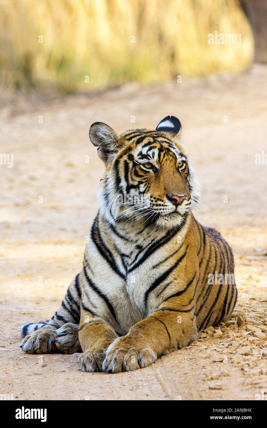 Tiger (Panthera tigris tigris) Sohn von Tigerin Mutschili Stockfoto