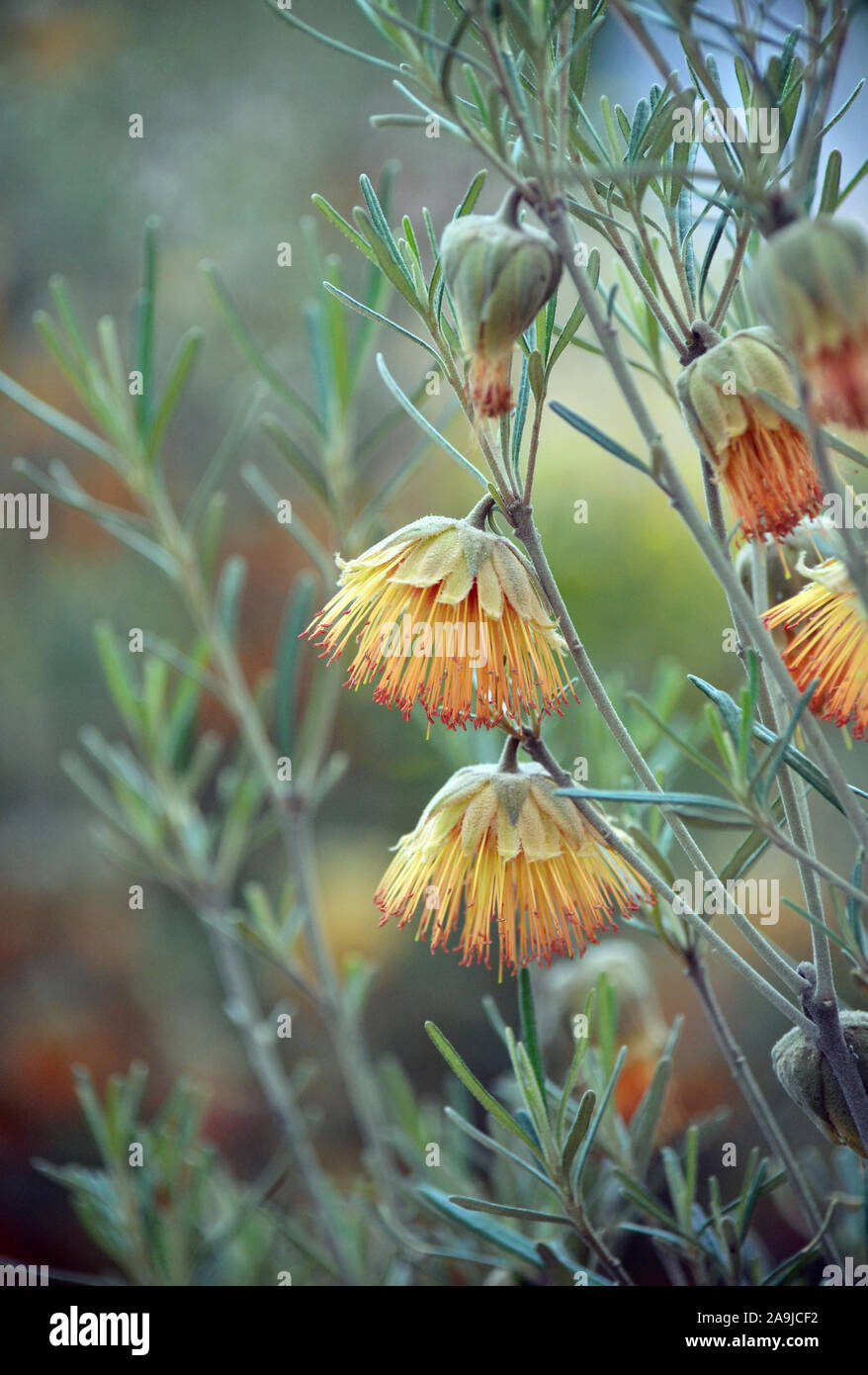 Australian native Wildflower der Yanchep Rose, Diplolaena occidentalis, Familie Rutaceae. Endemisch in Perth Region von Western Australia. Stockfoto