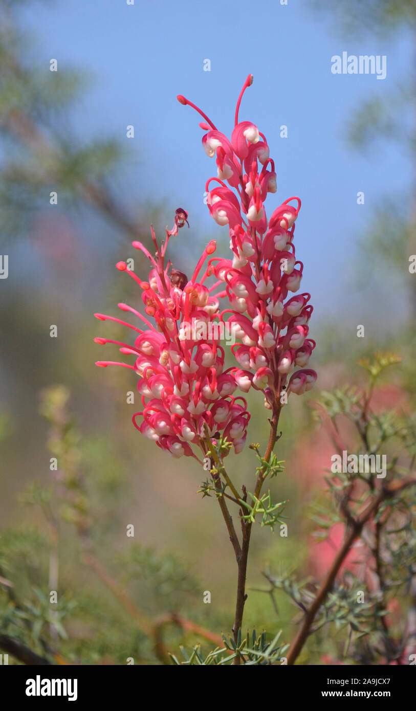 Rote und weiße Blumen der australischen Ureinwohner Grevillea georgeana, Familie der Proteaceae. Endemisch in der Binnenschiffahrt southwest Western Australia. Stockfoto