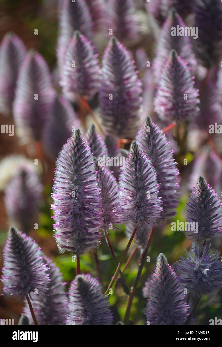 Der gefiederten Ptilotus exaltatus Australian native lila Blumen, Familie Amaranthaceae. Mulla Mulla von indigenen Australiern genannt. Stockfoto