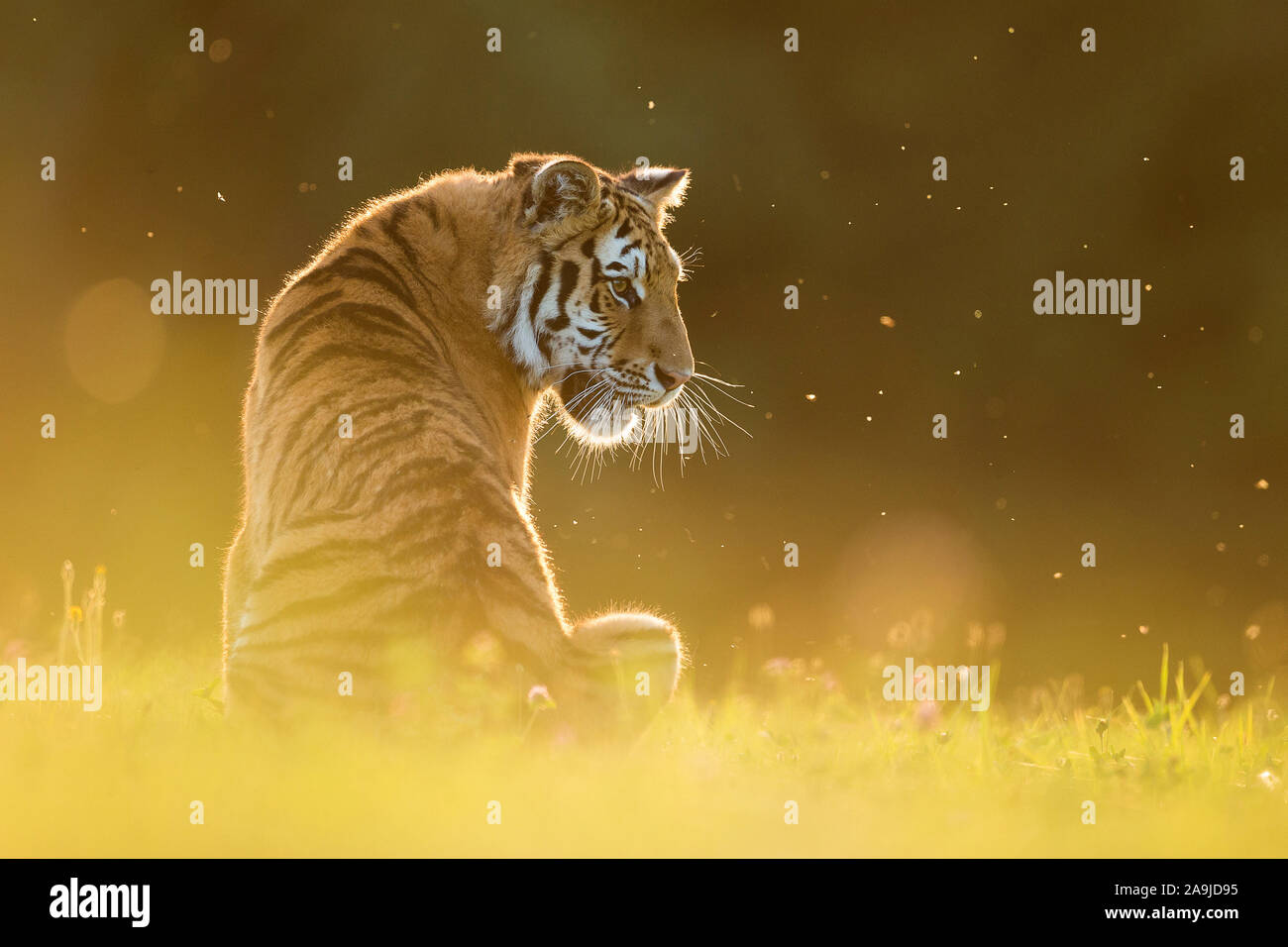 Sibirischer Tiger (Panthera tigris altaica), Stockfoto
