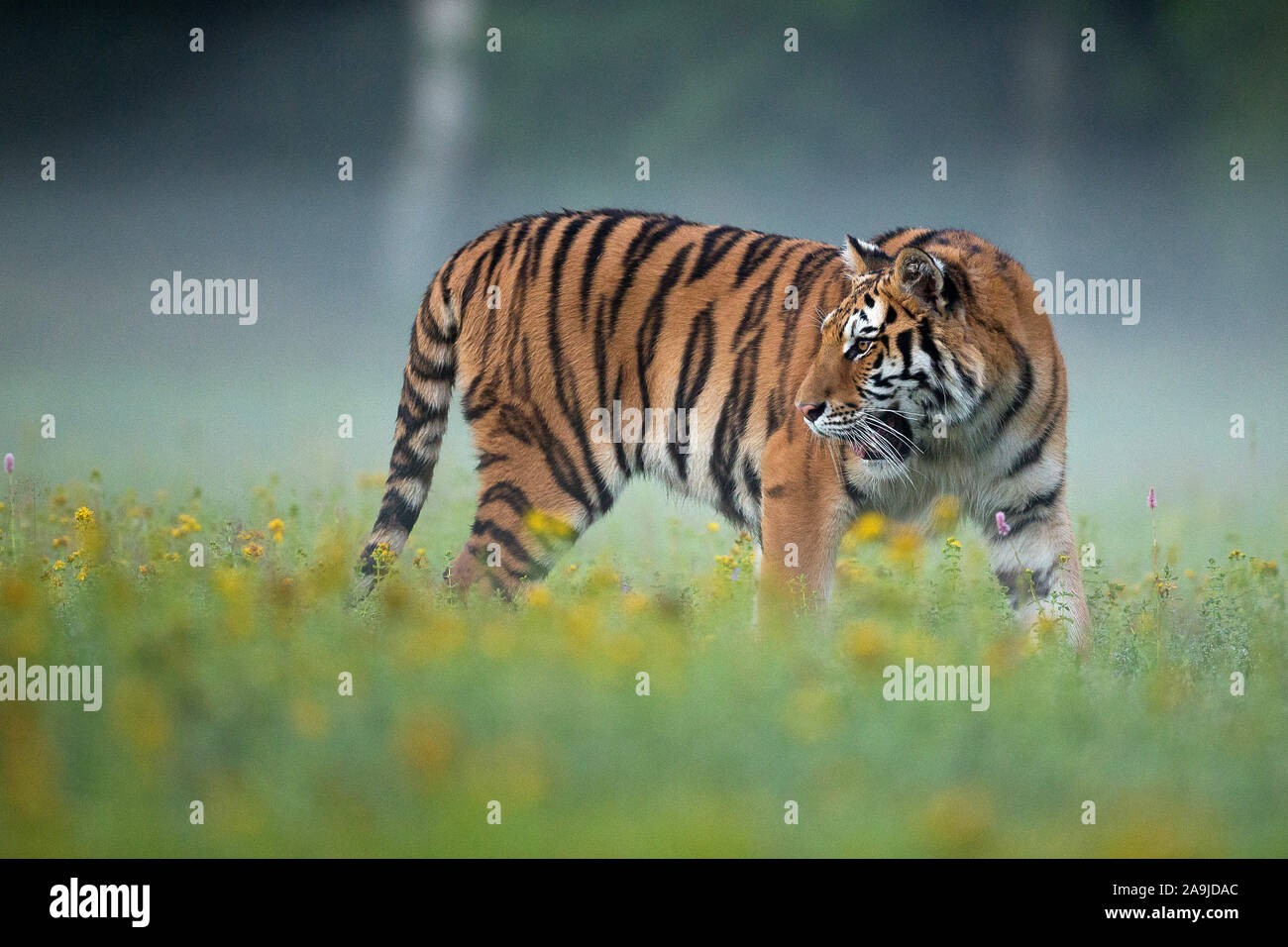 Sibirischer Tiger (Panthera tigris altaica), Stockfoto