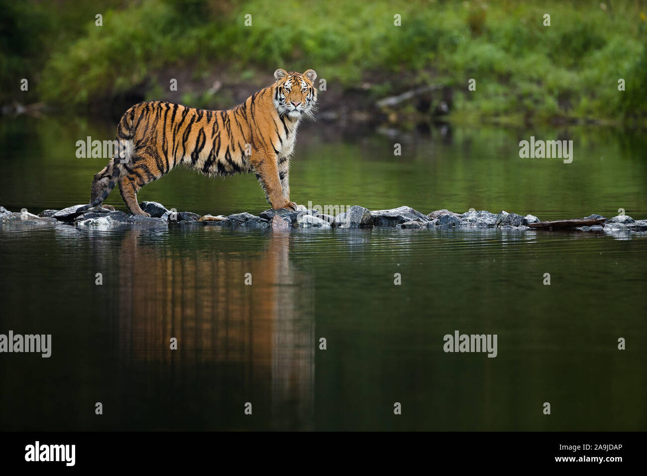 Sibirischer Tiger (Panthera tigris altaica), Stockfoto