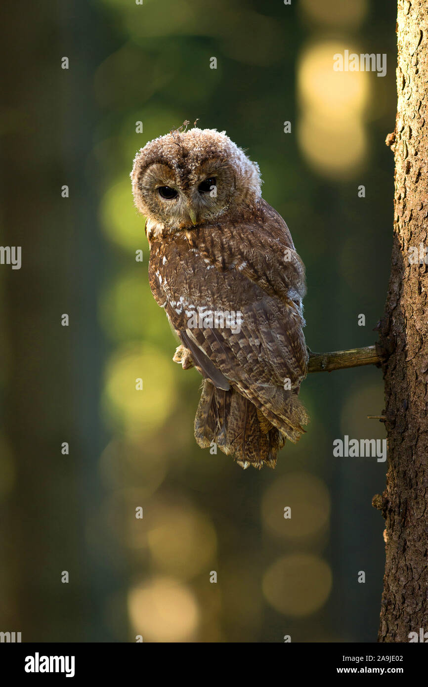 Waldkauz (Strix aluco) Stockfoto