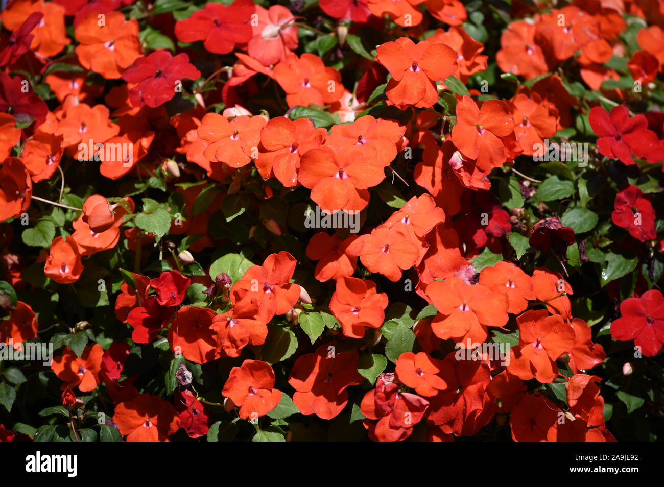 Pflanze mit roten Blüten im Sonnenlicht. Stockfoto