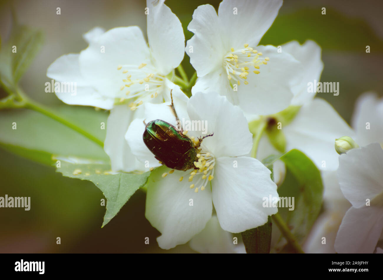 Grüne rose Käfer Käfer auf weißen Blüten des Jasmin mit unscharfem Hintergrund. Feder saisonale Kulisse. Stockfoto