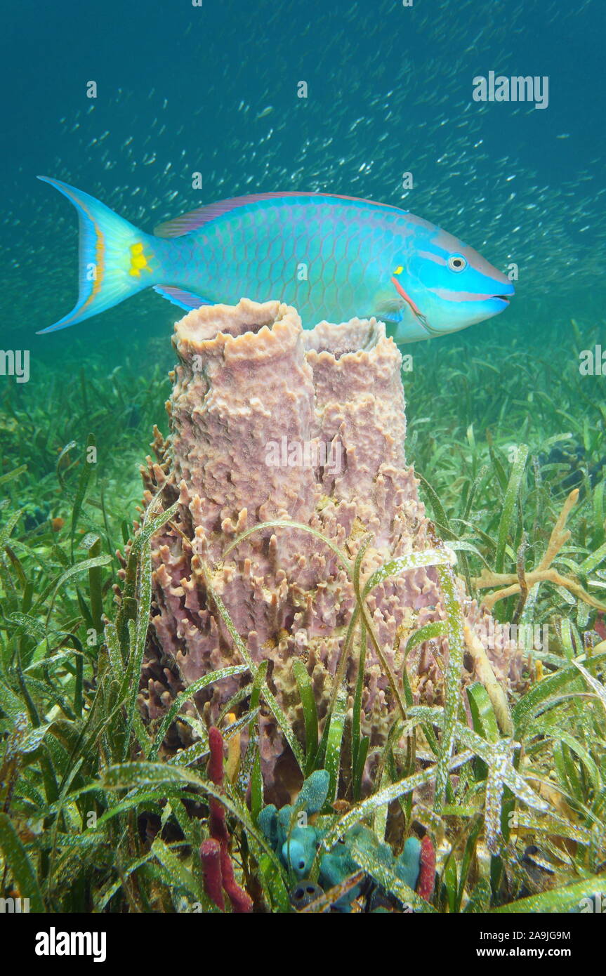 Karibische Meer Unterwasserwelt, riesige Fass schwamm auf dem Meeresgrund mit einem bunten Papageienfische Stockfoto