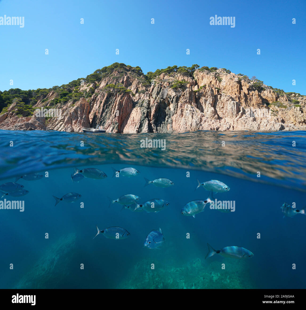 Felsige Küste mit Fisch, Unterwasser, Mittelmeer, Spanien, geteilte Ansicht über unter Wasser Oberfläche, Costa Brava, Aigua Xelida, Calella, Katalonien Stockfoto