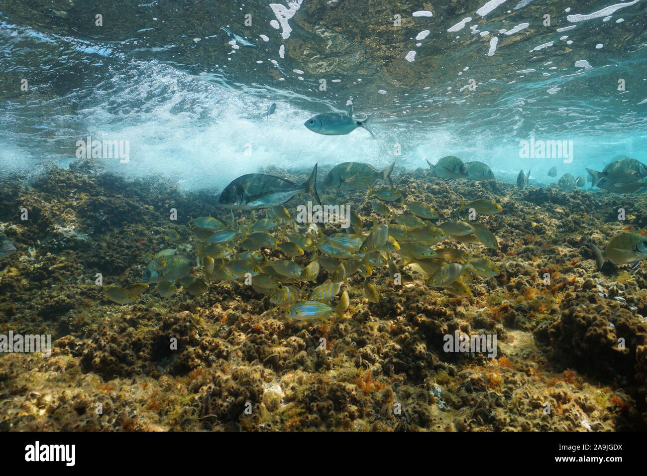 Schwarm von Fischen Brassen Unterwasser im Mittelmeer im flachen Wasser, Frankreich Stockfoto