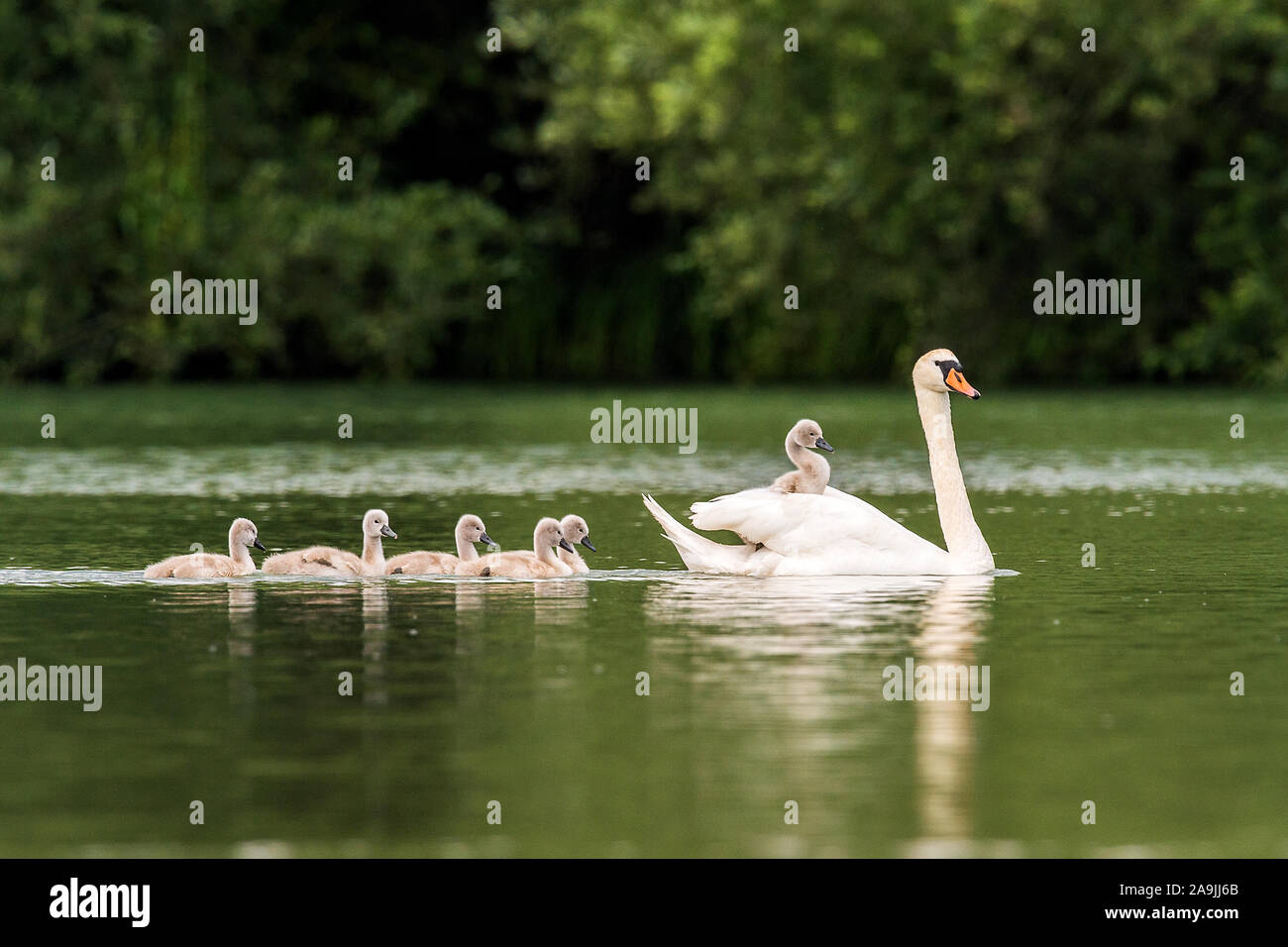 Hoeckerschwan (Cygnus Olor) Mit Jungvoegel Auf Dem Ruecken Stockfoto