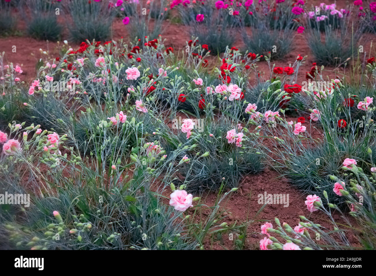 Wachsende Pinks Dianthus auf eine Zuteilung - center Dianthus 'Doris' Stockfoto