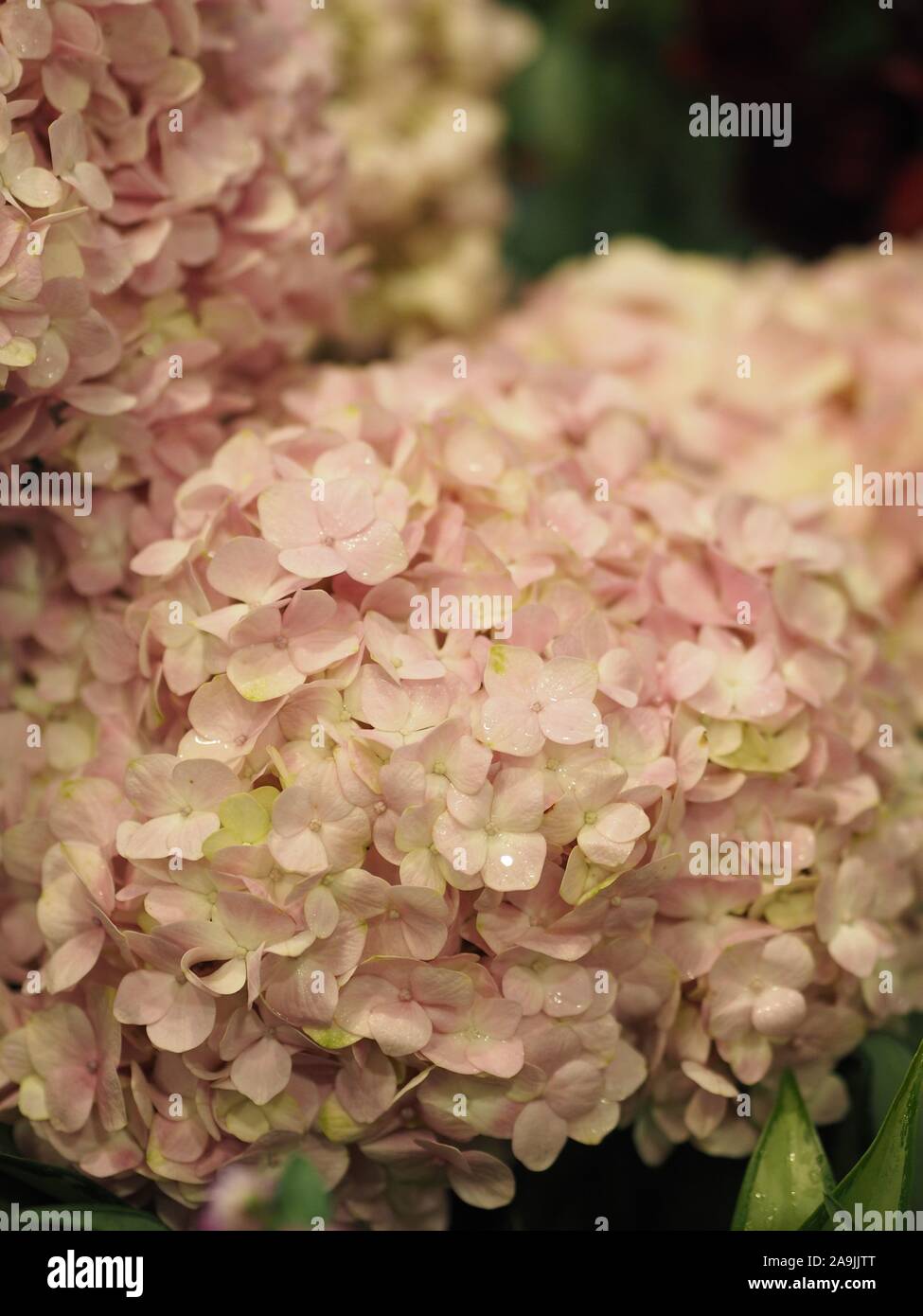 Hydrangea oder Ajisai rosa Blume auf der Natur Hintergrund verschwommen Stockfoto