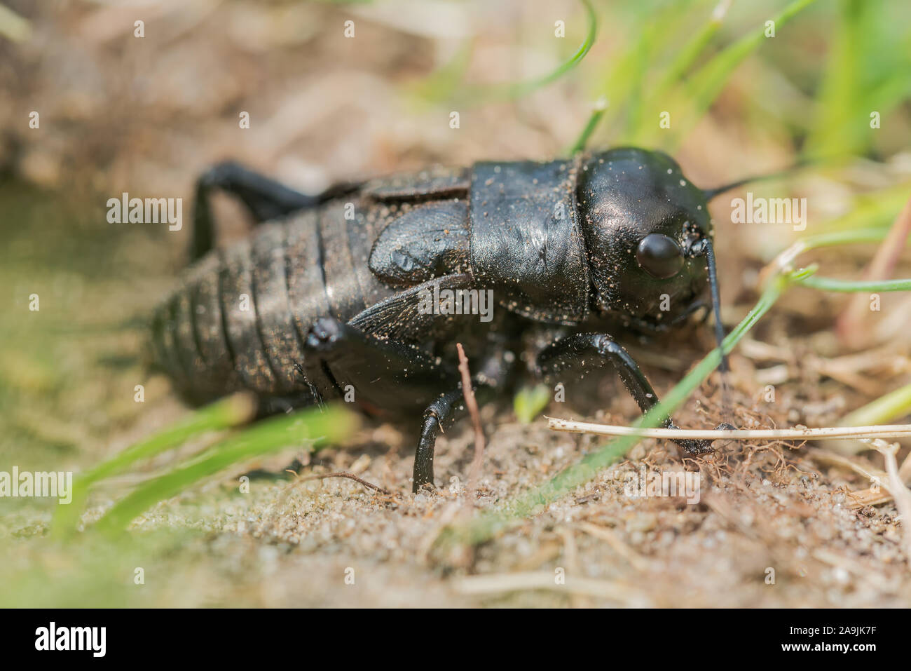 Feldgrille (Gryllus Campestris) freak Stockfoto