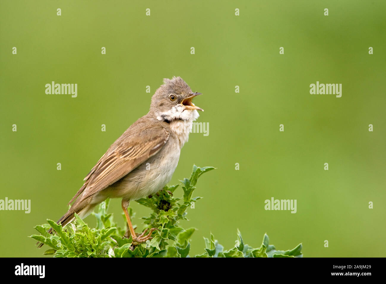 Dorngrasmücke, Sylvia Communis, Whitethroat Stockfoto