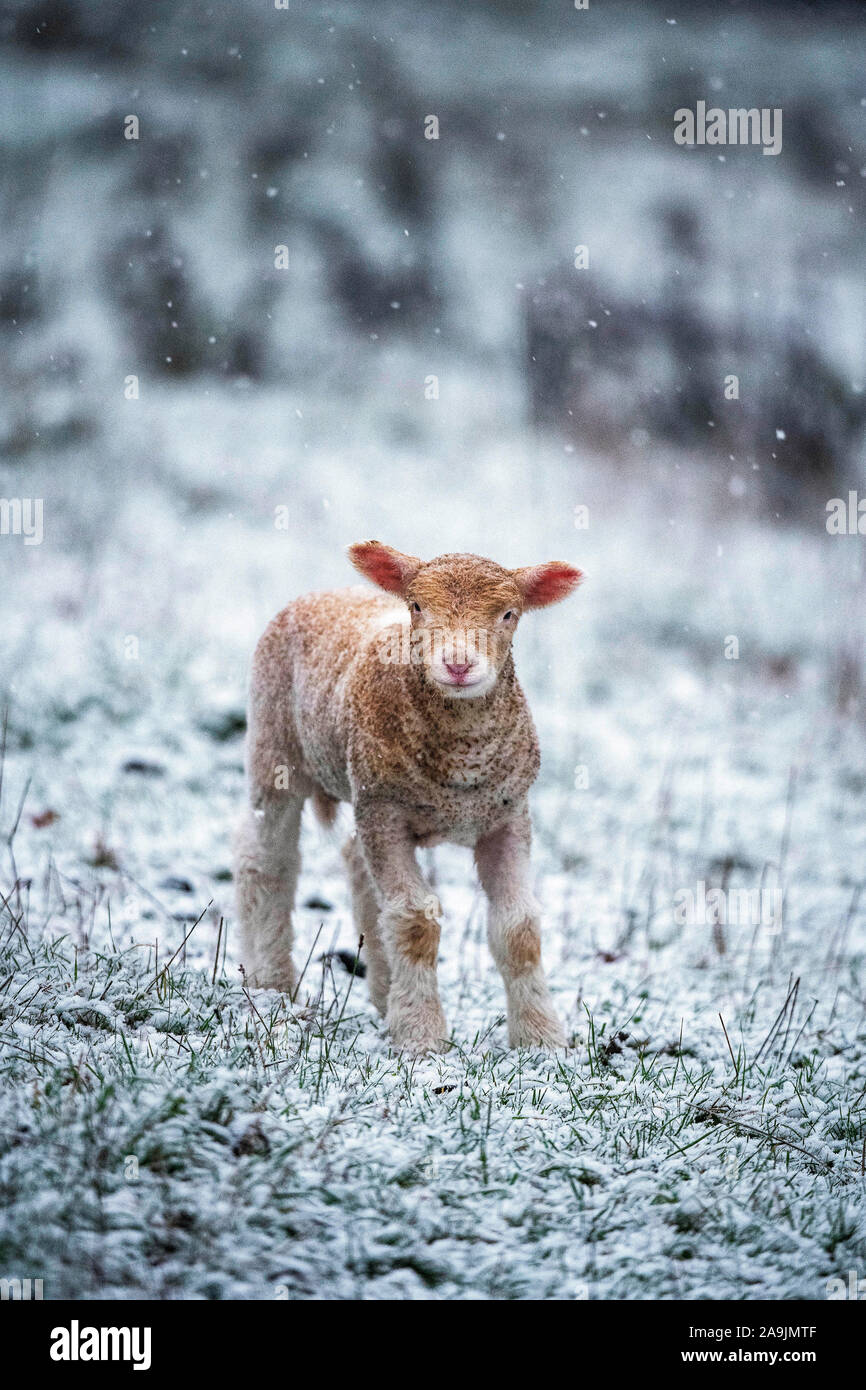 Eine sehr frühe Frühling Lamm im Schnee auf Ackerland in der Nähe der Ortschaft Colerne in Wiltshire im November. Stockfoto