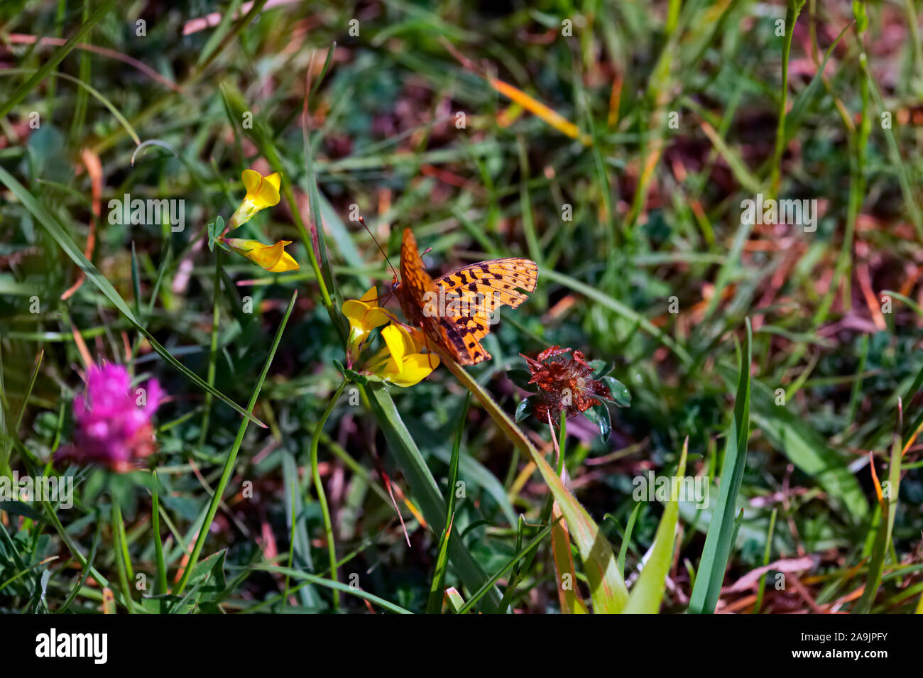 Pearl-umrandeten Fritillary Butterfly Boloria euphrosyne Stockfoto