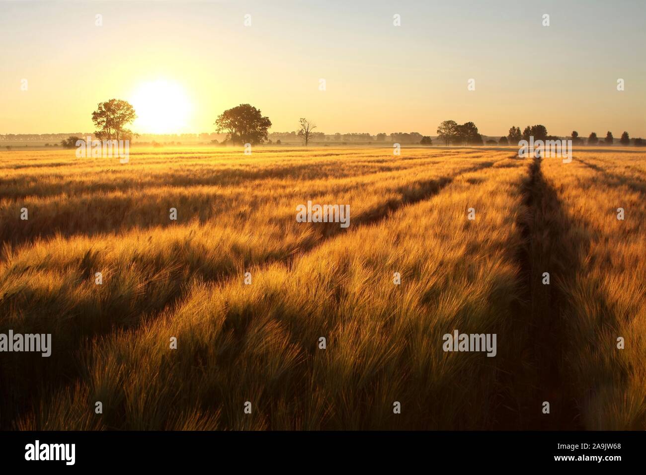 Sonnenaufgang über die Felder von Korn am ersten Tag des Sommers. Landschaft, Landschaft in der Morgendämmerung. Stockfoto